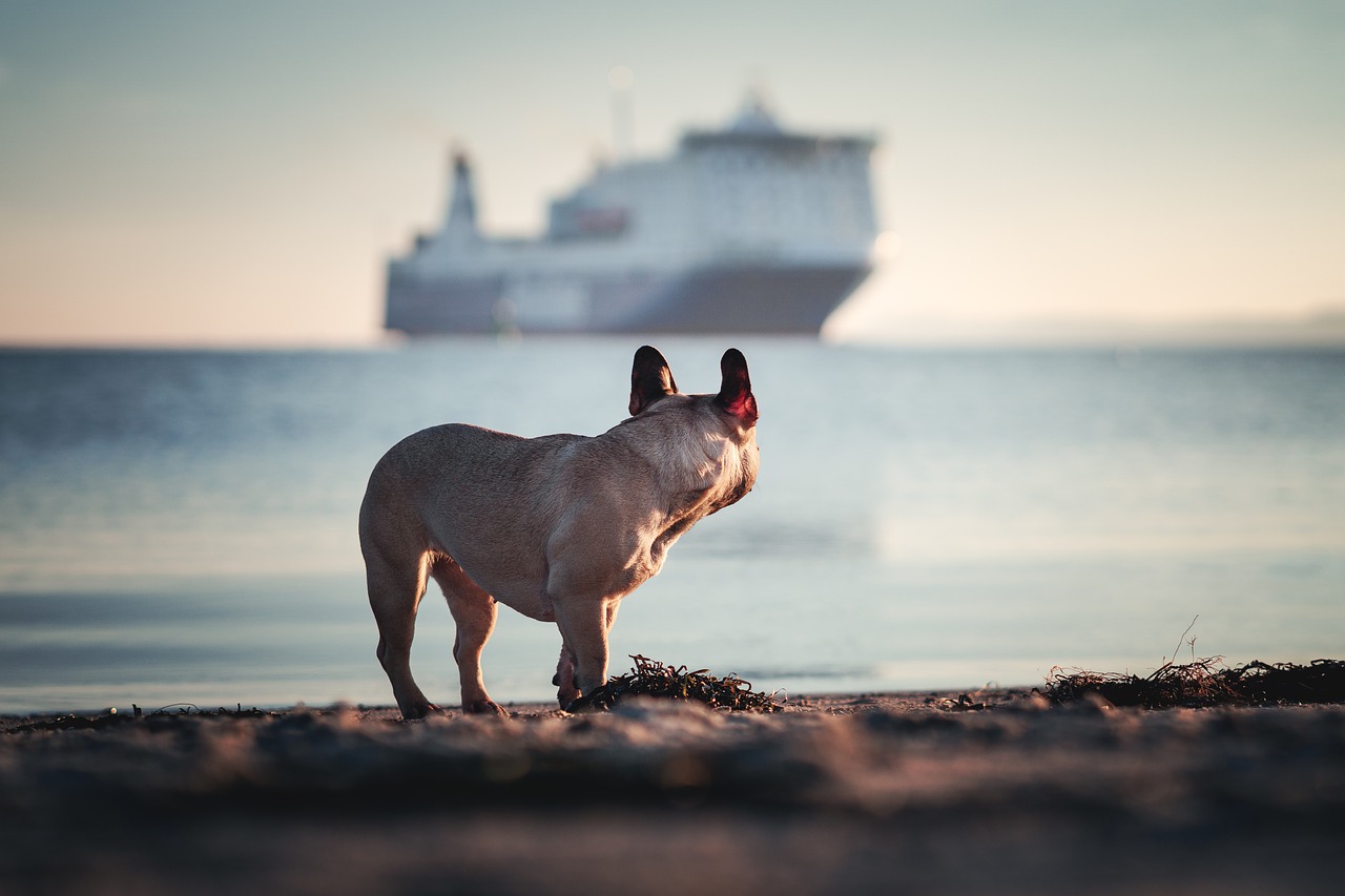 Bild von LinaS1998 auf Pixabay Kreuzfahrt mit Hund