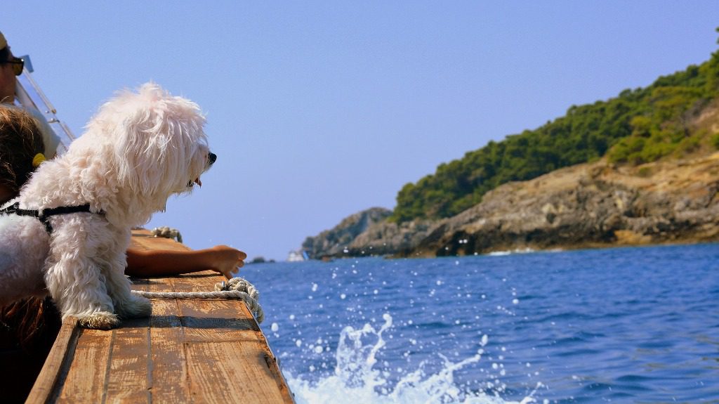 Gianni Crestani auf Pixabay Kreuzfahrt mit Hund