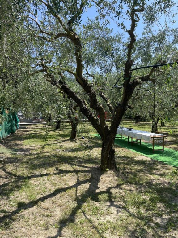 Olivenplantage Baglietto & Secco