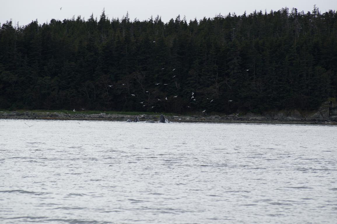 Wale in der Auke Bay - Alaska