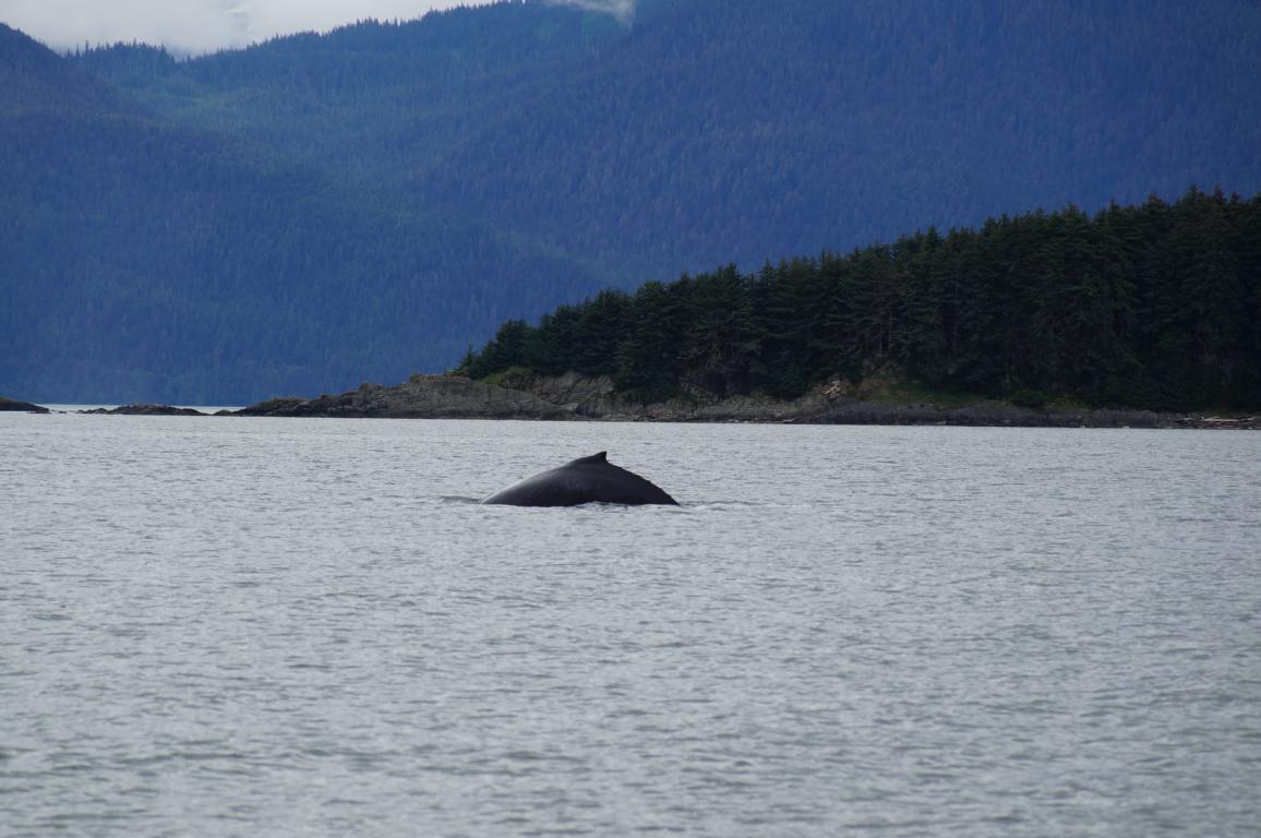 Wale in der Auke Bay - Alaska