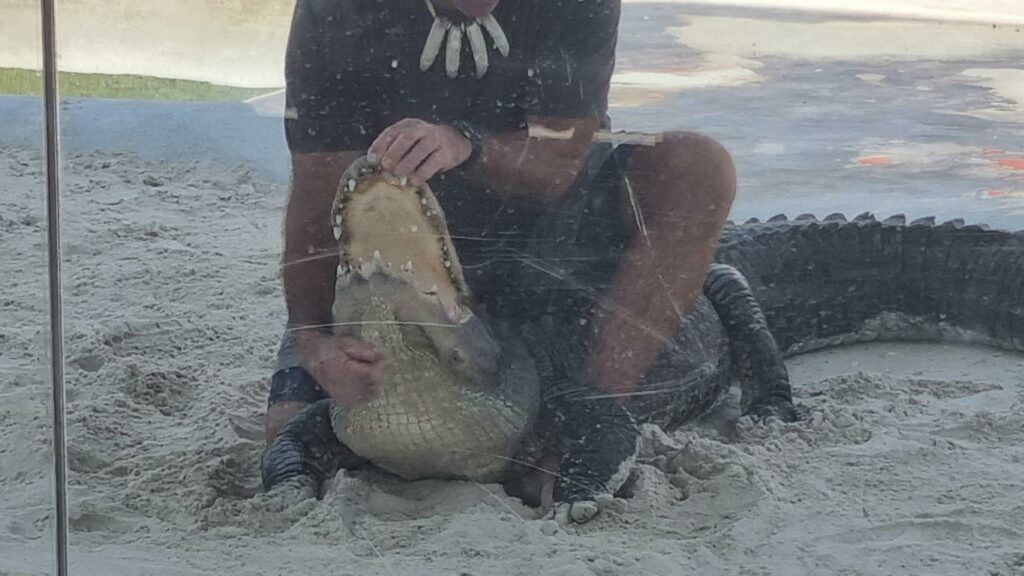 Everglades Florida Aligator Show