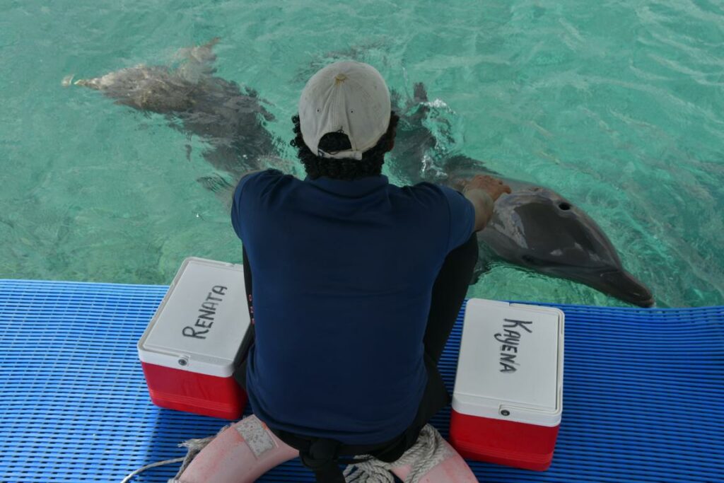 Schwimmen mit Delfinen auf Curacao