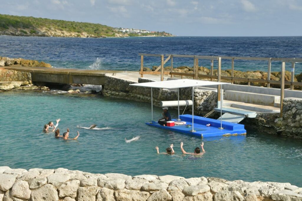 Schwimmen mit Delfinen auf Curacao Karibik